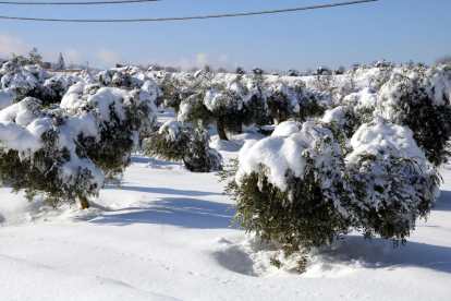 Pla general d'un camp d'oliveres cobertes de neu caiguda pel temporal Filomena