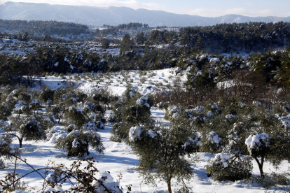 Pla general on es pot veure un camp d'oliveres amb arbres amb rames trencades pel pes de la neu, a Vinaixa.