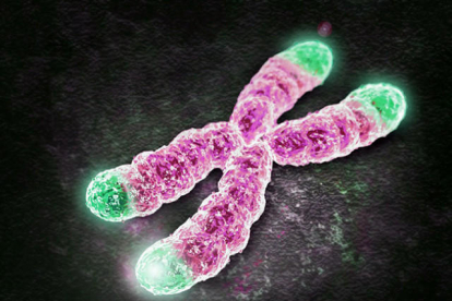Els telòmers son els extrems dels cromososmes humans.