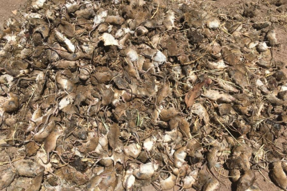 Imatge de cadavers de ratolins amuntegats a la zona de Nova Gal·les del Sud.