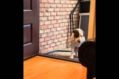 Captura del vídeo viral donde aparece el perro Boomer.