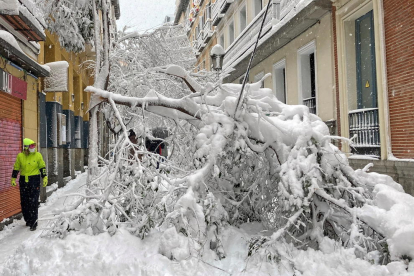 Un árbol caído a causa del temporal Filomena, que ha descargado con fuerza en la comunidad de Madrid.