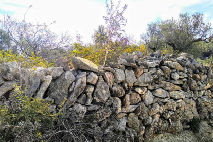 Imatge d'un marge amb pedra seca a l'Anella Verda.
