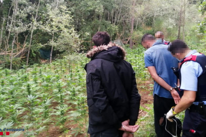 En Vila-rodona, los Mossos detuvieron a dos hombres, responsables de la plantación de marihuana.