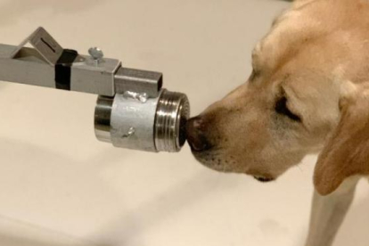 Poncho, un labrador retriever dos años y medio, fue uno de los perros entrenados en el estudio para detectar el coronavirus olfateando muestras de orina