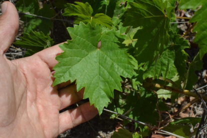 Primer plano de las hojas de la nueva variedad 'majorera' descubierta por la URV en la isla de Fuerteventura.
