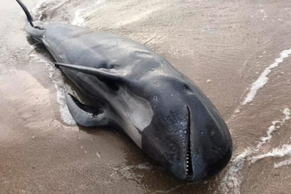 Imagen del delfín encontrado en la playa del Prat este miércoles.