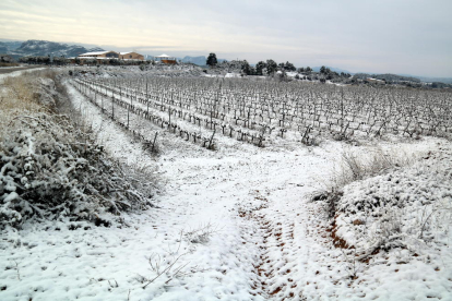 Pla general de vinyes nevades a Horta de Sant Joan.