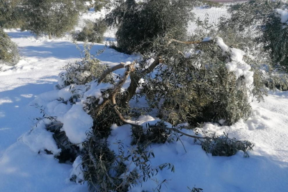 Una branca d'olivera de la DOP Siurana, trencada per la nevada del temporal Filomena.