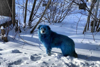 Imagen de un perro azul.
