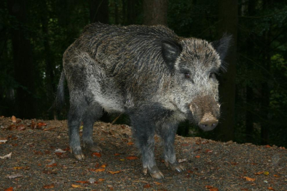 Imatge d'arxiu d'un porc senglar.