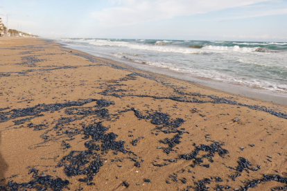 Imagen de la playa de Calafell llena de medusas.