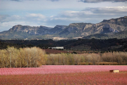 A la Ribera d'Ebre es pot contemplar la floració de l'ametller, el presseguer i el cirerer.