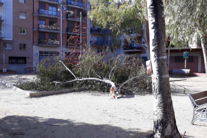 Un arbre caigut al parc del carrer Pompeu Fabra de Tarragona.