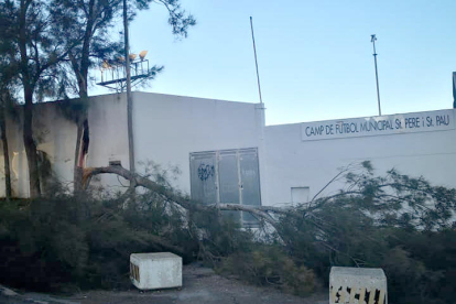 Árbol caído a causa del viento en Sant Pere i Sant Pau