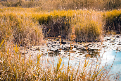 Una llacuna del delta de l'Ebre amb exemplars de nenúfar blanc silvestre.