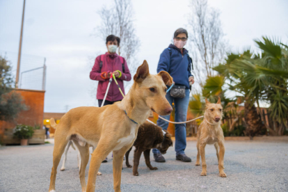 Imagen del pasado febrero de la Protectora de Animales de Tarragona, donde acogen los perros abandonados.