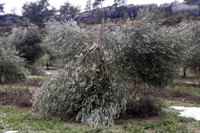 Plano abierto donde se puede ver un campo de olivos con daños por la nevada del temporal Filomena