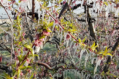 Árboles frutales cubiertos de hielo.