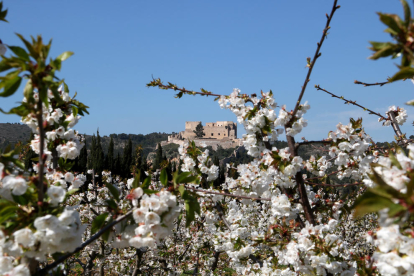 Les flors de cirerer i el castell de Miravet al fons.