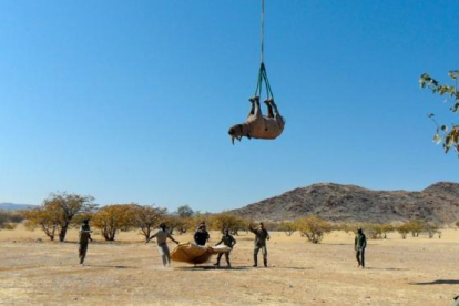 Els investigadors traslladant un rinoceront.
