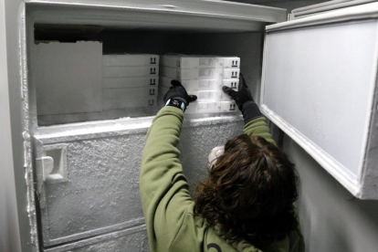 Una trabajadora colocando una caja de vacunas al congelador.