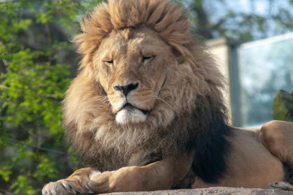 Un lleó del zoo de Barcelona.
