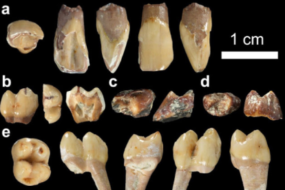 Una pequeña muestra de la colección de dientes de macaco encuentros a Guefaït.