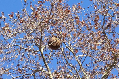 Un nido de avispa asiática encima de un árbol.