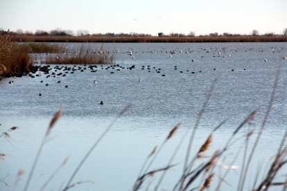Vista general d'aus a la zona de la llacuna de l'Encanyissada, al Parc Natural del Delta de l'Ebre.