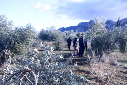 Primer pla d'una olivera trencada pel pes de la neu en una finca d'Horta de Sant Joan, a la Terra Alta.