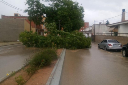 Pla obert de l'avinguda Constitució D'Ulldecona tallada per un arbre caigut a la calçada.