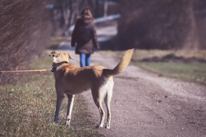 Imagen de archivo del abandono de un perro