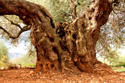 Primer pla del tronc de més de 7 metres de l'olivera 'Mil·lènia' de Godall.