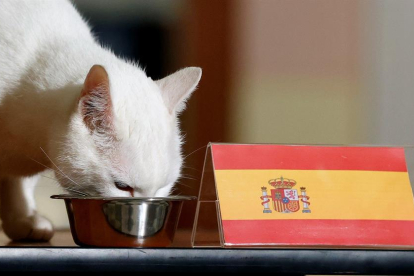 El gato aquil·les ha escogido el bol|cuenco de la selección española.