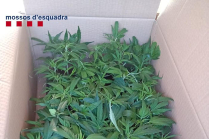 Una de les caixes plena d'esqueixos de marihuana que portava el conductor a la furgoneta.