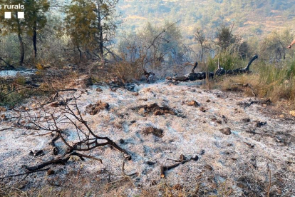 Imagen del terreno quemado.