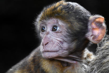 Imatge d'arxiu d'un macaco de berbería.