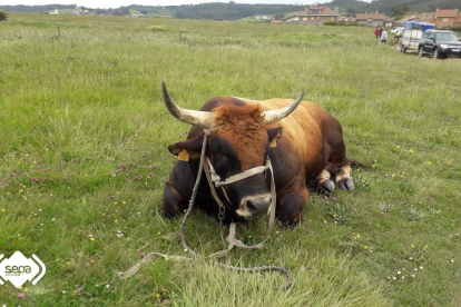 Bolero, el bou, després de ser rescatat, ja a la seva zona de pastura habitual.