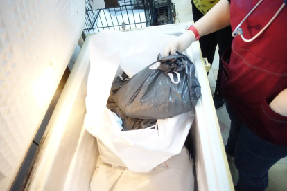 Congelador con bolsas donde se han encontrado los cadáveres de 18 cachorros.