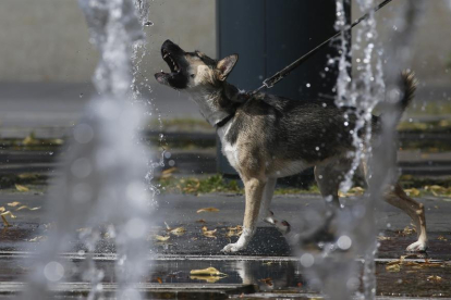 Imagen de un perro bebiendo agua de una fuente.
