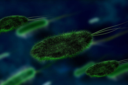 Imagen de archivo de unas bacterias.