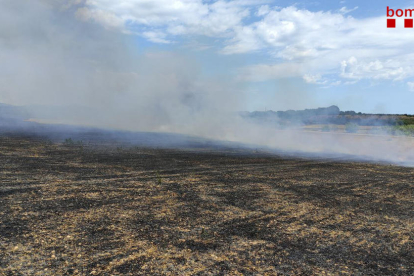 Extingeixen un incendi de 5,5 hectàrees en un camp de cereal a Alió