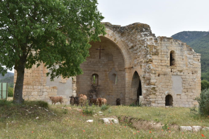 Diverses vaques dins el Monestir de Santa Maria de Vallverd.