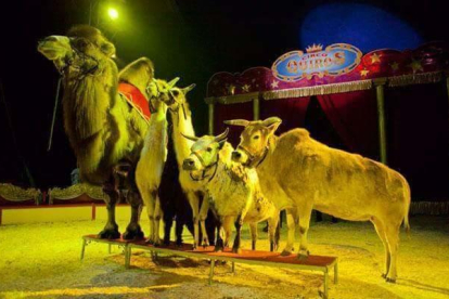 Los animales formaban parte del espectáculo del circo Quiós.