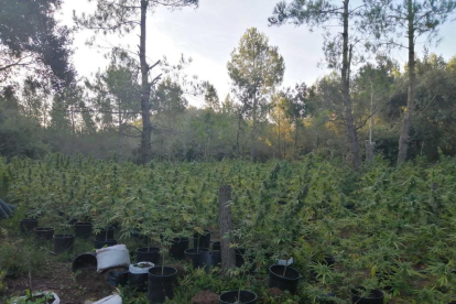 Els Mossos d'Esquadra han localitzat dues plantacions de marihuana -una al costat de l'altra- al terme de Mont-ral (Alt Camp), amb més de 1.000 plantes, en un operatiu amb dos detinguts.