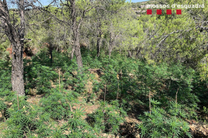 Plantació de mariguana localitzada a Cabacés.