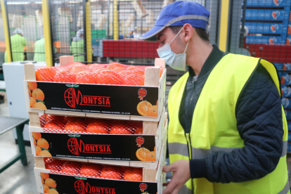 Pla mitjà d'un operari apilant les caixes de mandarines llestes per vendre a la cooperativa Cooperativa Exportadora d'Agris d'Alcanar.