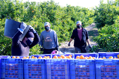 Trabajadores cogiendo mandarinas en un campo próximo a Alcanar.