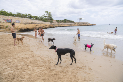 Imagen de los perros jugando al espacio habilitado en la playa del Milagro de Tarragona.
